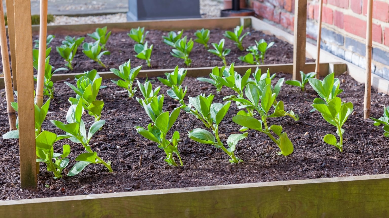 How To Start a Raised Bed Garden in 9 Steps