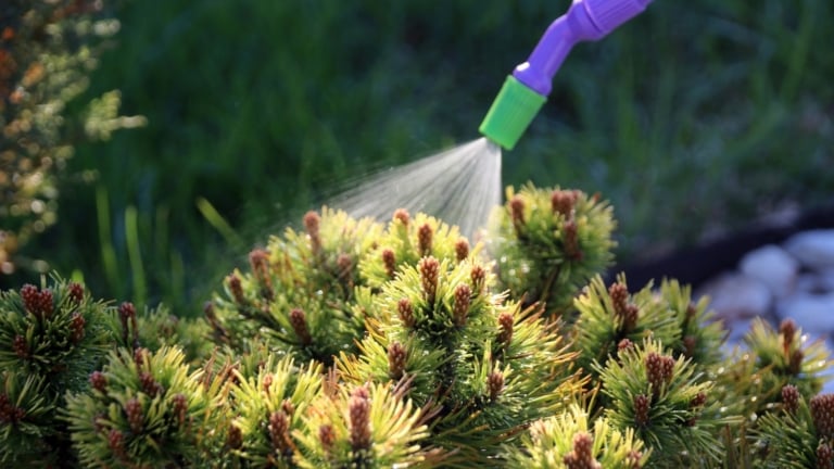 Pyrethrin Pros and Cons: How to Use it Safely
