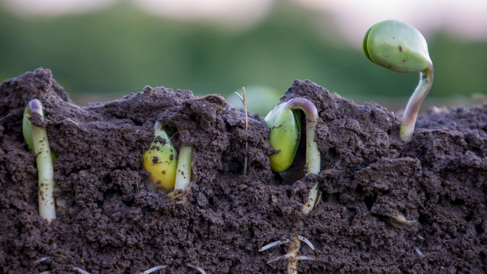 Small sprouts beginning to emerge from being under a thin layer of soil colored dark brown appearing moist