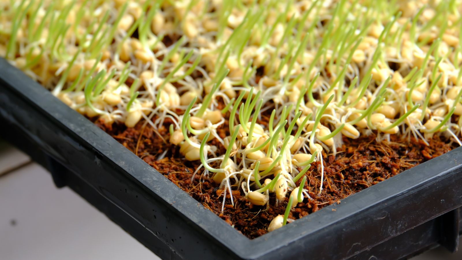 A black tray containing dark brown colored soil with mixed in material, growing sprouts emerging from countless seeds