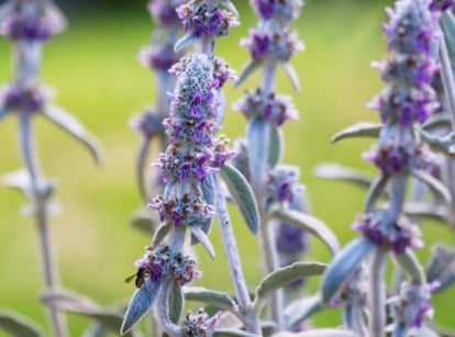 A flowering dense clump with dainty purple petals and silvery, fuzzy leaves.