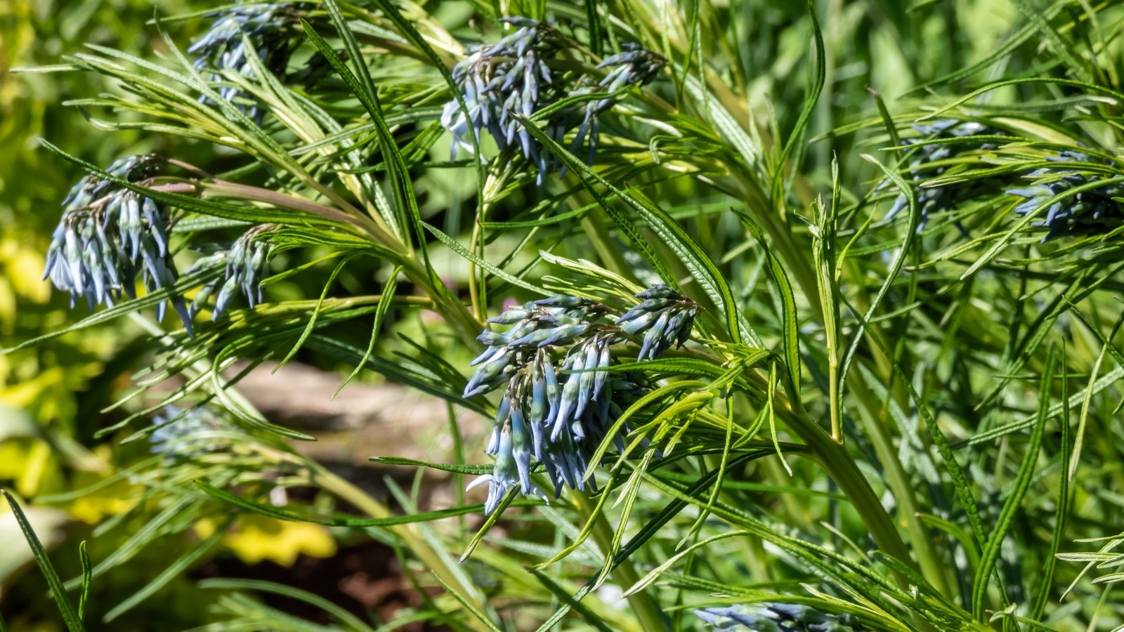 This plant features slender, thread-like leaves with clusters of soft blue, star-shaped flowers, creating a delicate, airy appearance.