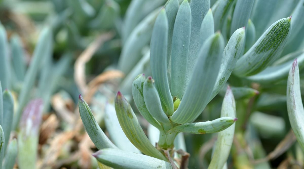 Succulent with finger-like forms, looking light gray on a sunny day with tips appearing almost purple