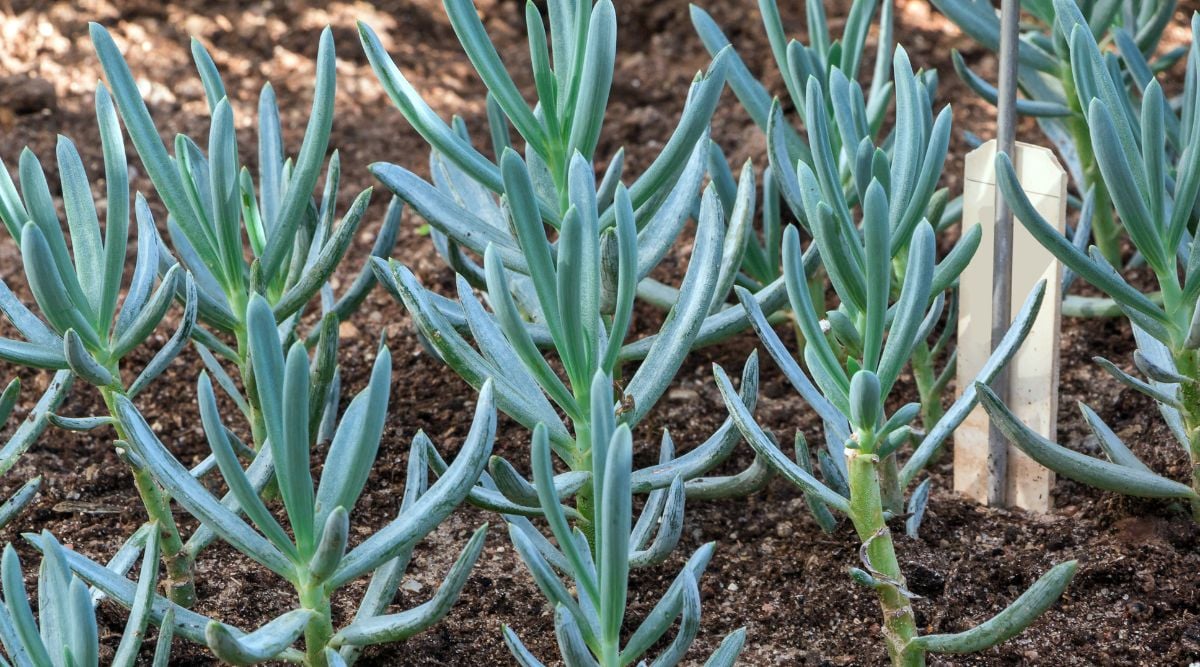 Succulent that appear like fingers with spaces between pieces, having vibrant blue gray color shifting to green in certain parts