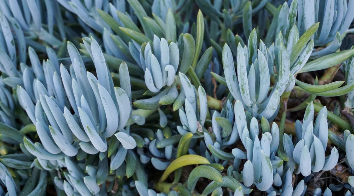 Blue gray succulent with banana-like shape with vivid green pieces in between, with whitish surface appearing like a layer of chalk