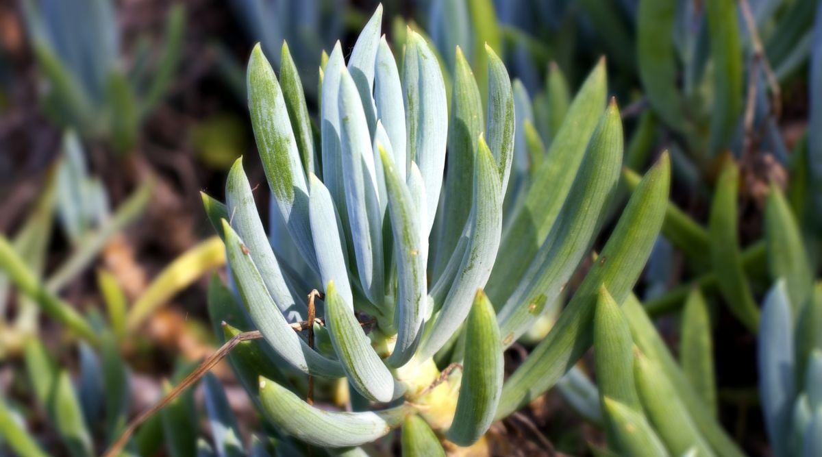 A succulent growing on reddish brown soil with varying colors, ranging from blue gray to vivid green sitting on a sunny garden
