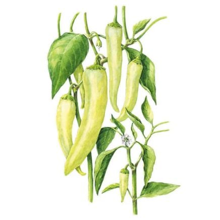 Sweet Banana Sweet Pepper