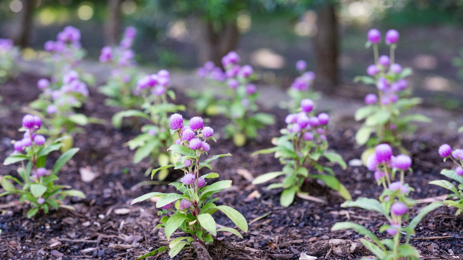 Multiple globe amaranth plants in full bloom, displaying purple flowers against green foliage.