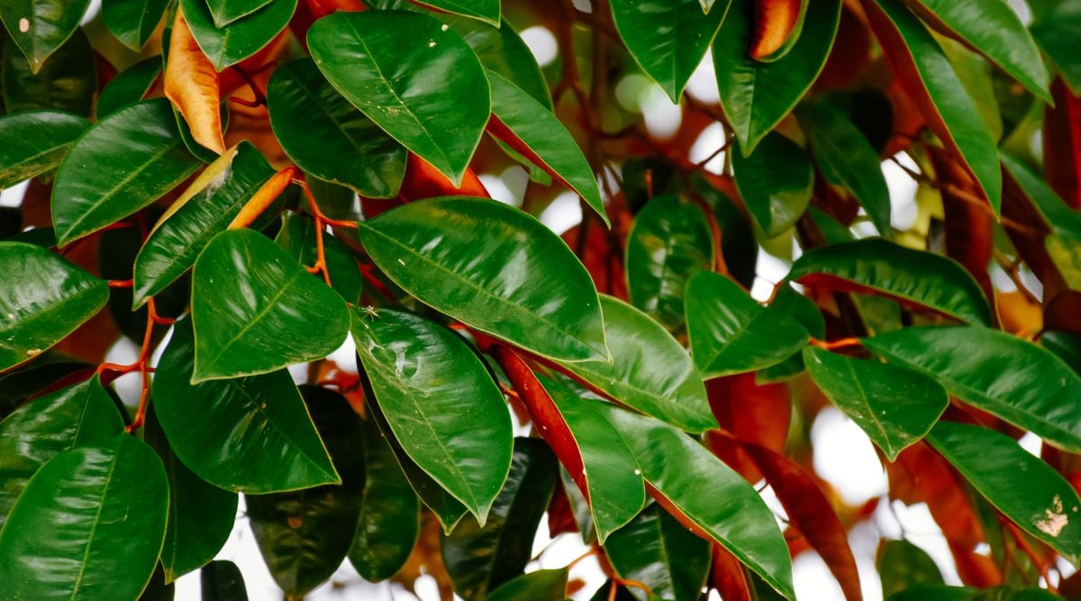 Thick and lush leaves of Chrysophyllum cainito with a deep green color on one side and golden brown on the other, appearing vivid under the sun
