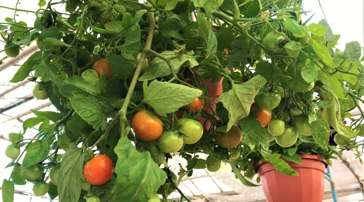 Almost ripe tomato plant draped over a a pot in a greenhouse