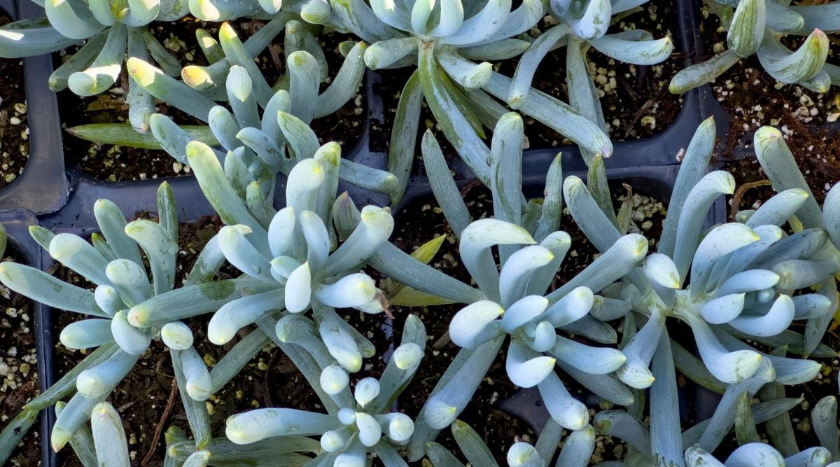 Containers of finger-like succulents growing side by side with a blue-gray hue with hints of green, with surface that appears like chalk