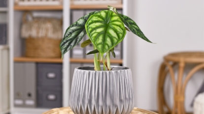 A gray pot containing houseplant, contrasted against a blurred shelf background, all situated in a well lit area indoors