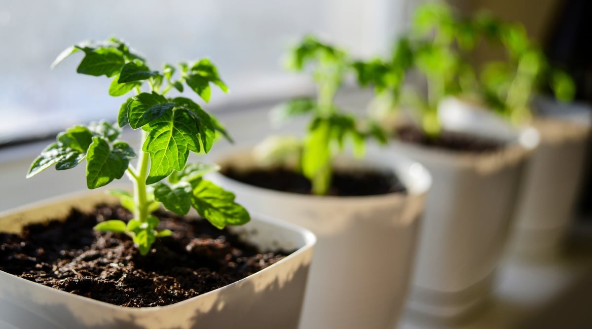 Transplanted plants on a windowsill with good lighting