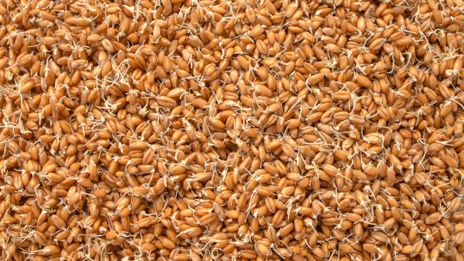 Brown-colored Triticum aestivum seeds with emerging shoots, growing after soaking for a specific period