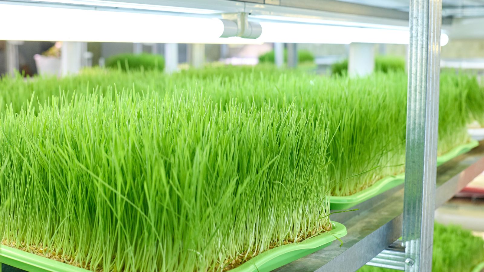 Trays with growing Triticum aestivum sprouts placed under white growing lamps installed on metal shelves