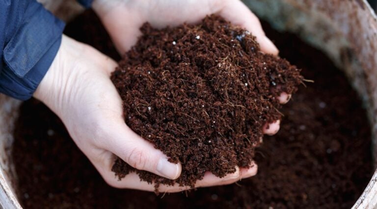 Best Fertilizer for Crossandra Boosts Vibrant Flowers
