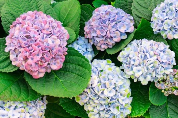 Lightly colored Hydrangeas that look spectacular in fall with flowers wearing different shades of pink, purple and yellow while sitting on wide leaves with serrated edges