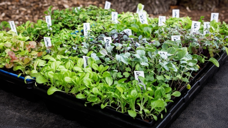 How To Start a Raised Bed Garden in 9 Steps