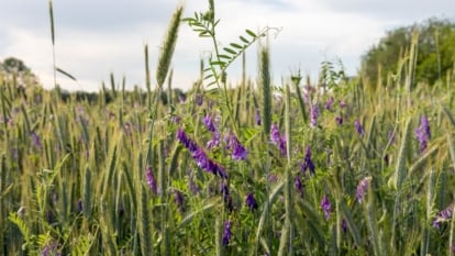 Growing green sprouts of young Vicia villosa and wheat on an experimental farm field.