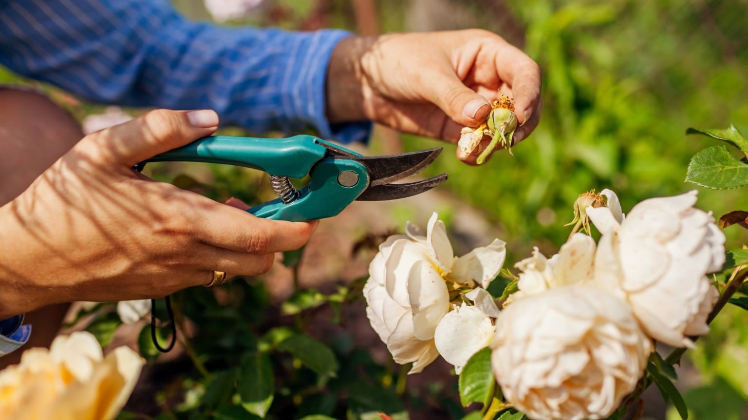 How To Deadhead Roses For More Blooms