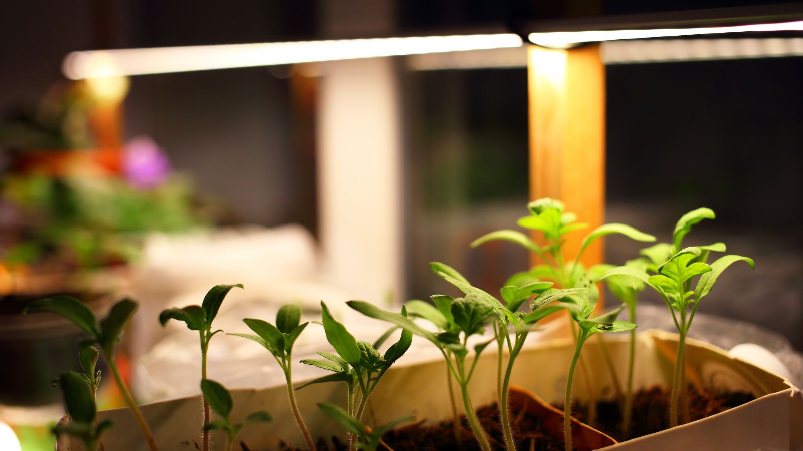 Young seedlings growing with bright green leaves and light colored stems receiving light indoors through bulbs with warm tone