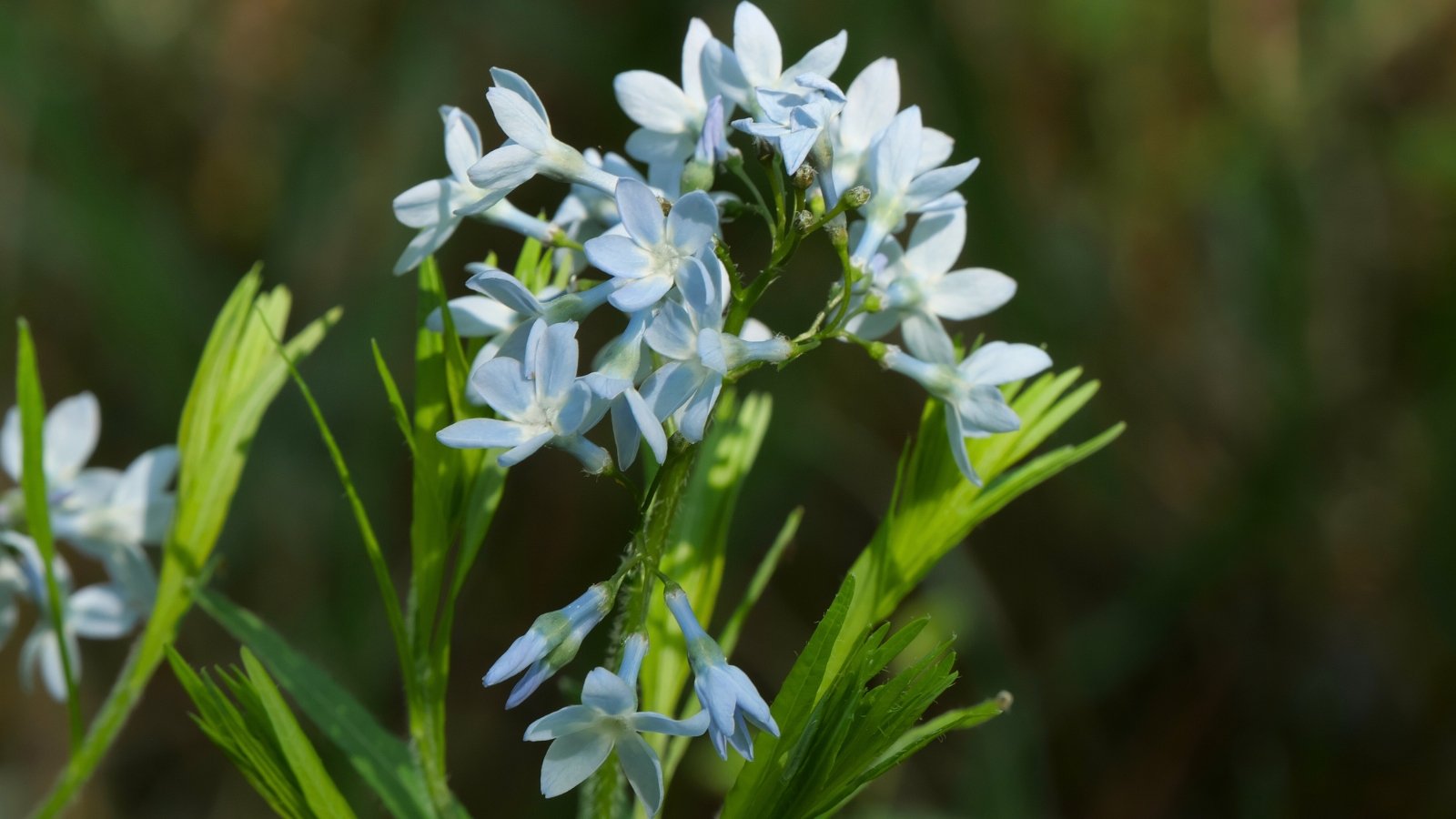 Amsonia ciliata varieties feature fine, needle-like foliage with airy clusters of soft, pale blue star-shaped flowers, creating a light and graceful presence.