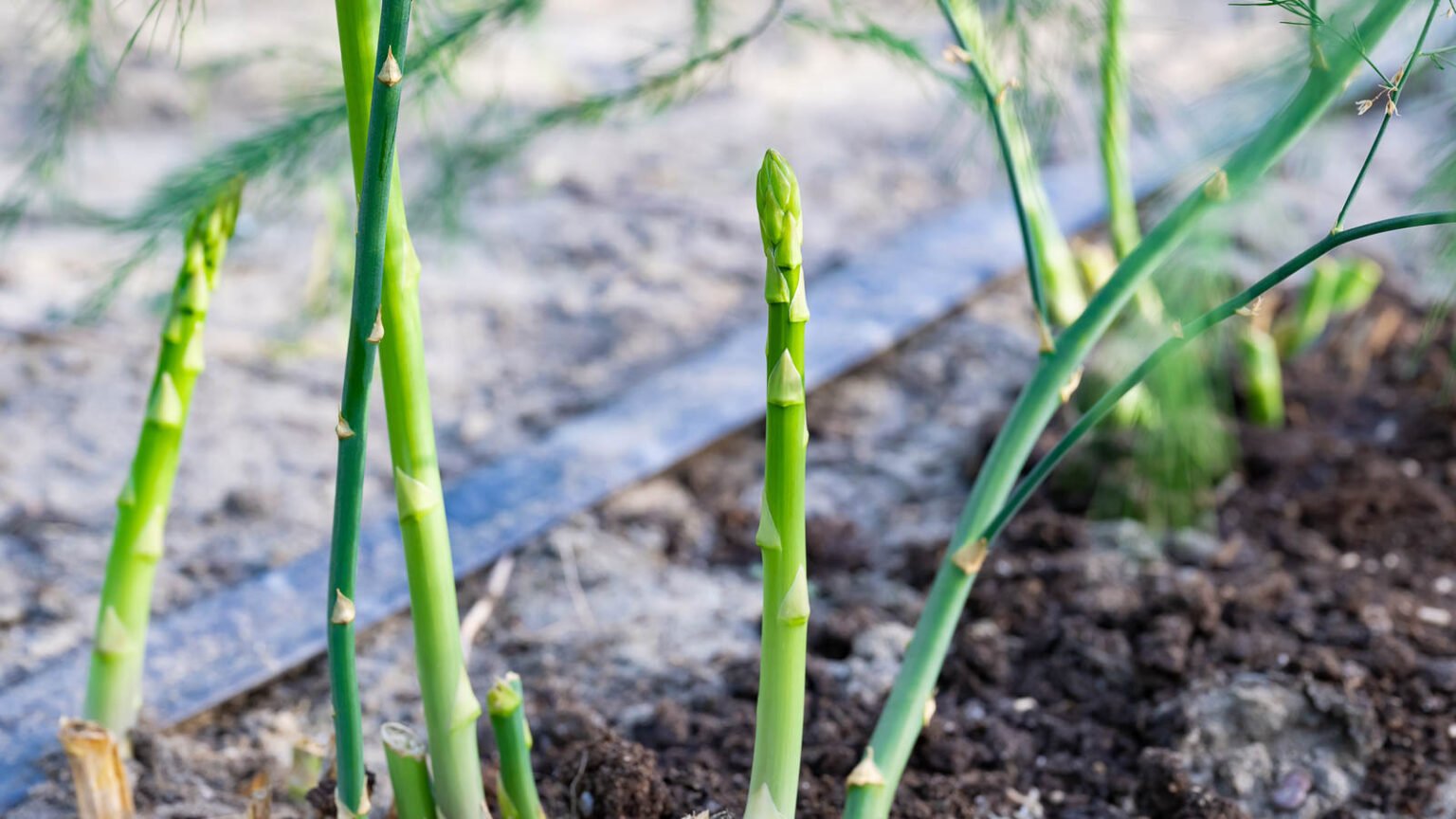 How to Identify, Control, and Prevent Asparagus Beetles