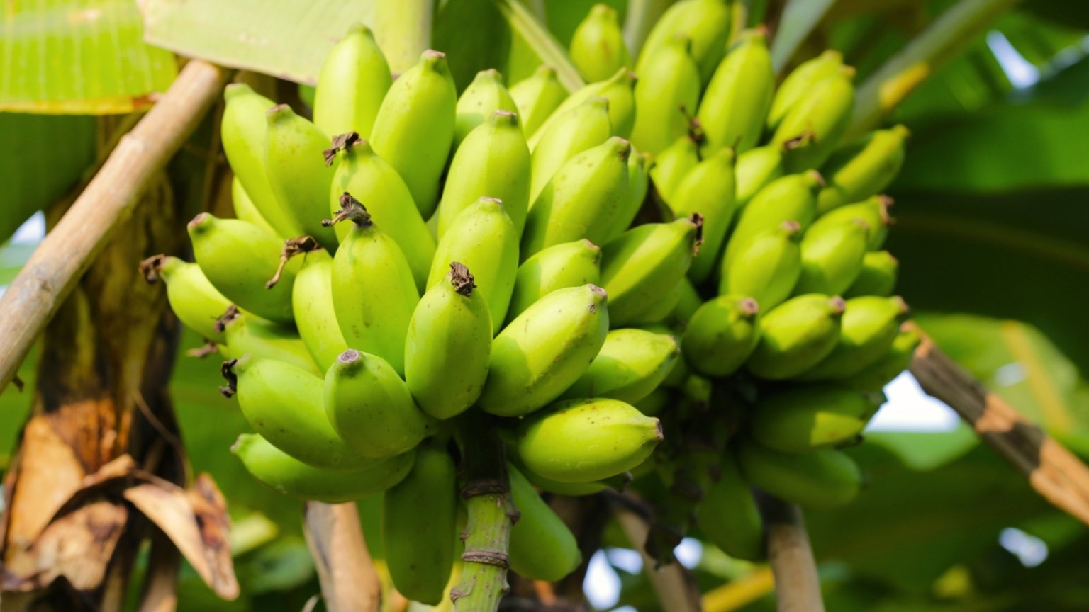 9 Best Banana Trees for Home Gardens