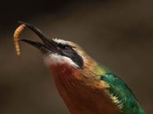 A bird with vibrant feathers eating a mealworm with a dark brown background that looks blurry