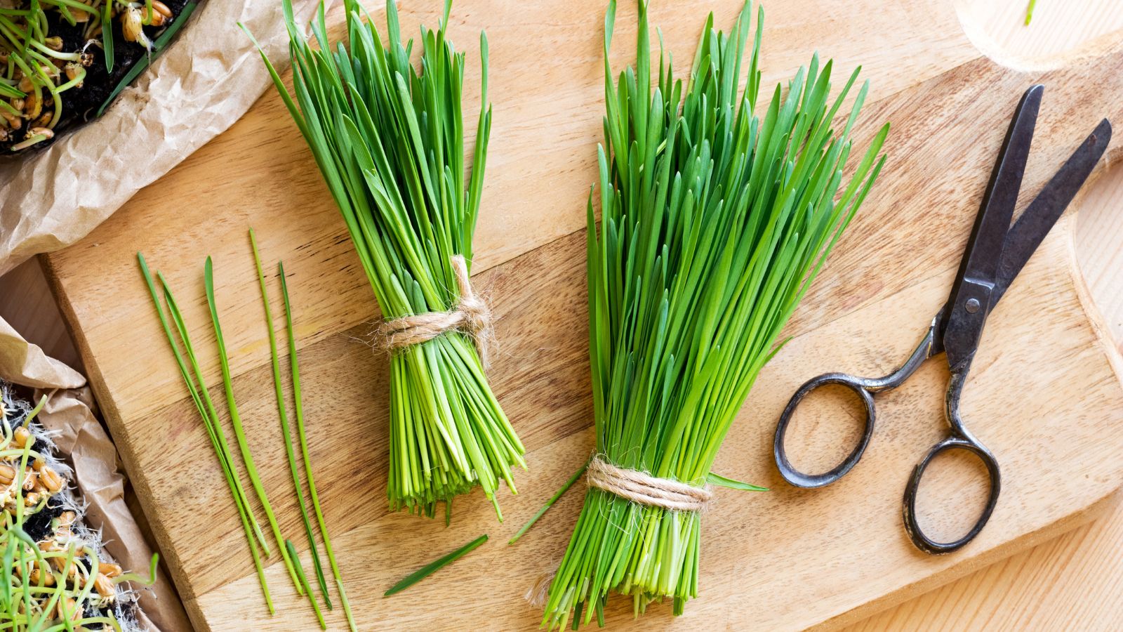 Harvested Triticum aestivum leaves tied with light brown string laying on a wooden chopping board along with a pair of scissors