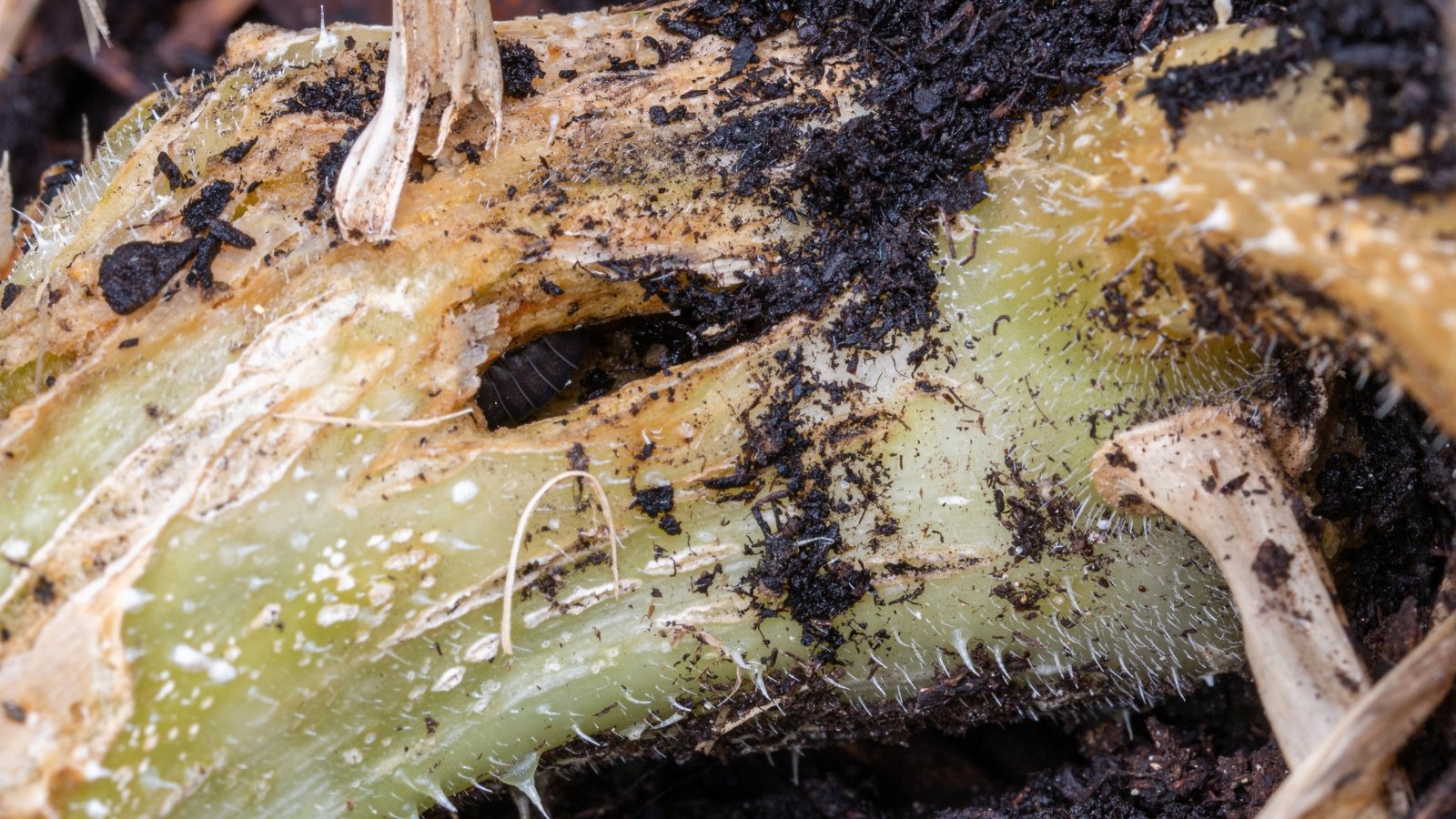 A burrow entrance hole created by a larva at the base of the plant.