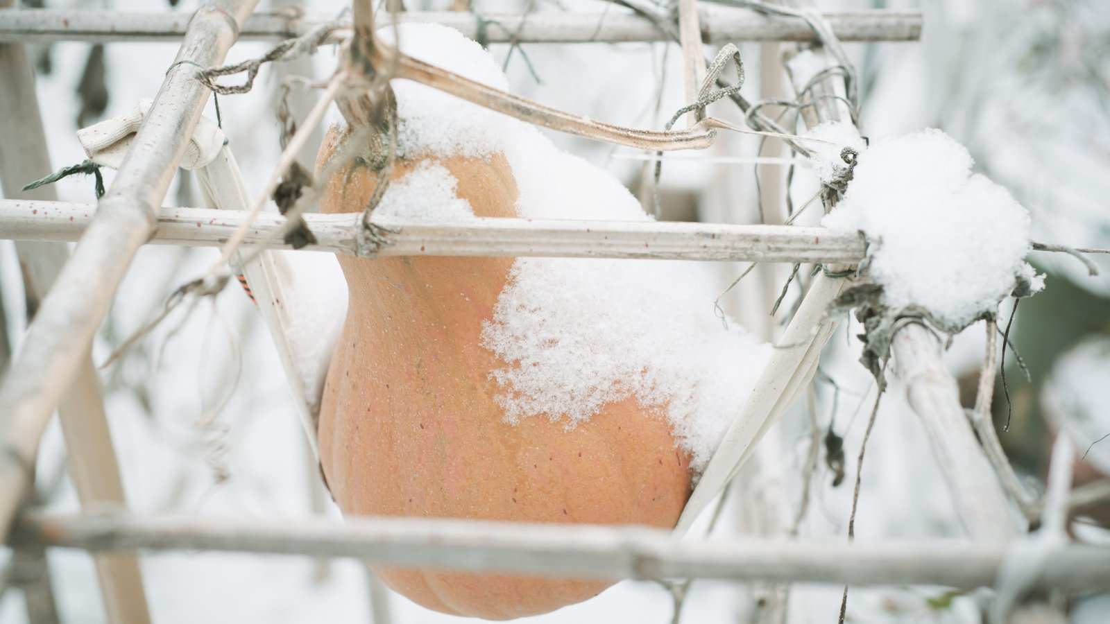 An orange seminole pumpkin attached to a woody vine, partially submerged in snow.