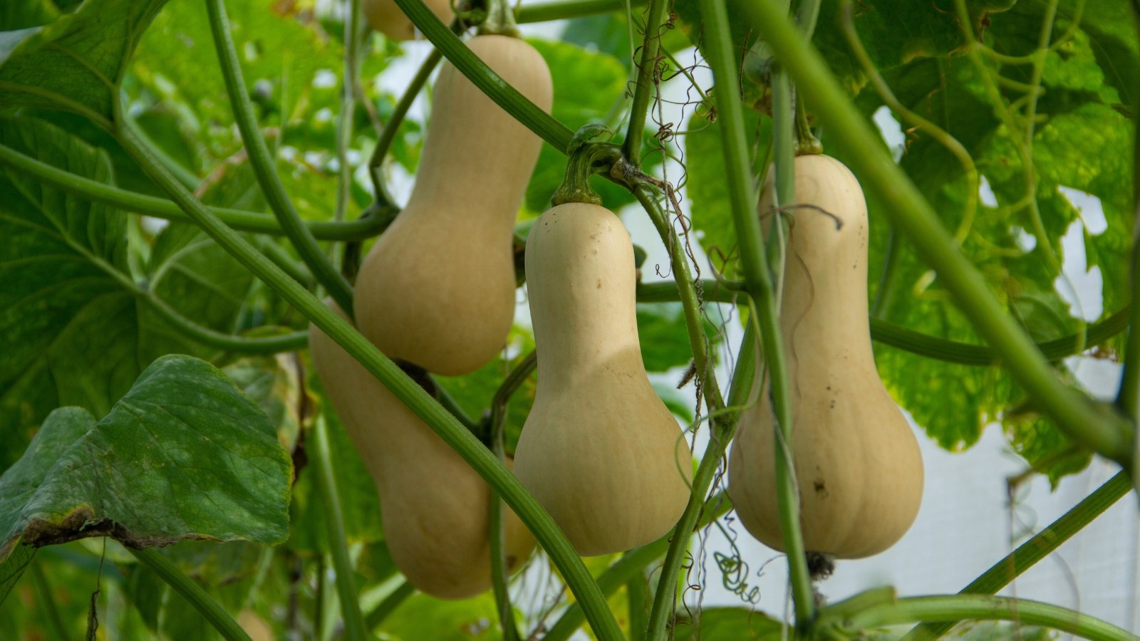 Close up of Cucurbita moschatas hanging from thick vines in a farm.