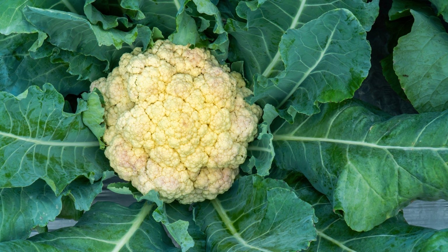 How to Grow Cauliflower in Raised Beds A Complete Guide