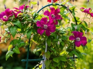 Close-up of a flowering Clematis plant features stunning pink flowers with delicate, layered petals and vibrant green, deeply lobed leaves with brown spots due to disease.