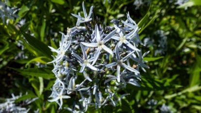 This perennial showcases clusters of vibrant blue, star-shaped flowers atop strong stems with narrow, dark green foliage.