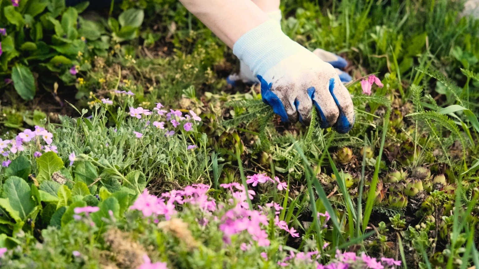 5 Ways to Get Rid of Grass in Your Flower Beds