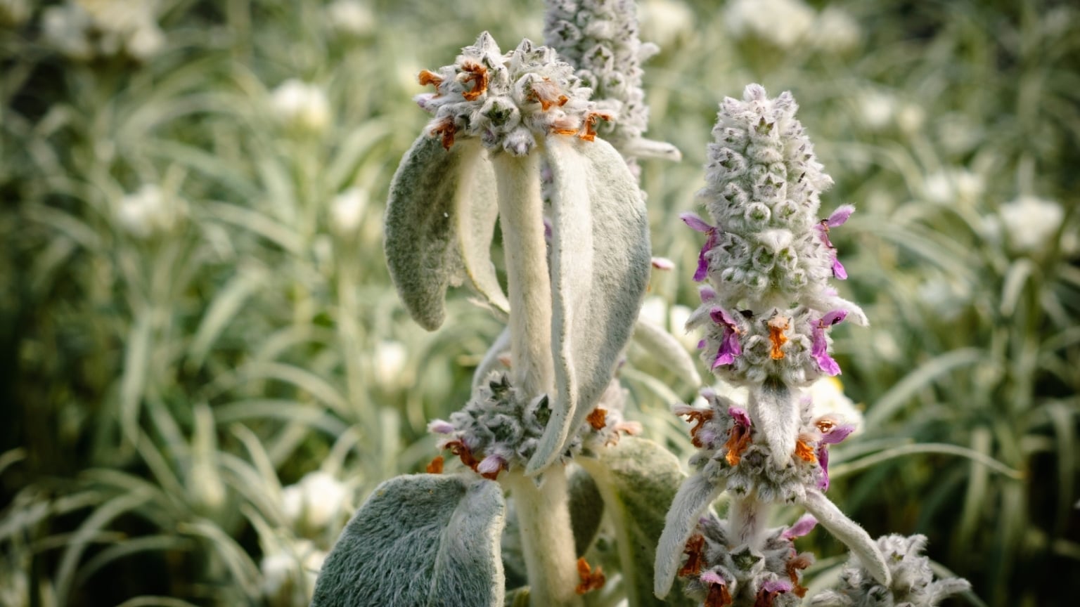 How to Plant, Grow, and Care For Lamb’s Ear Plants