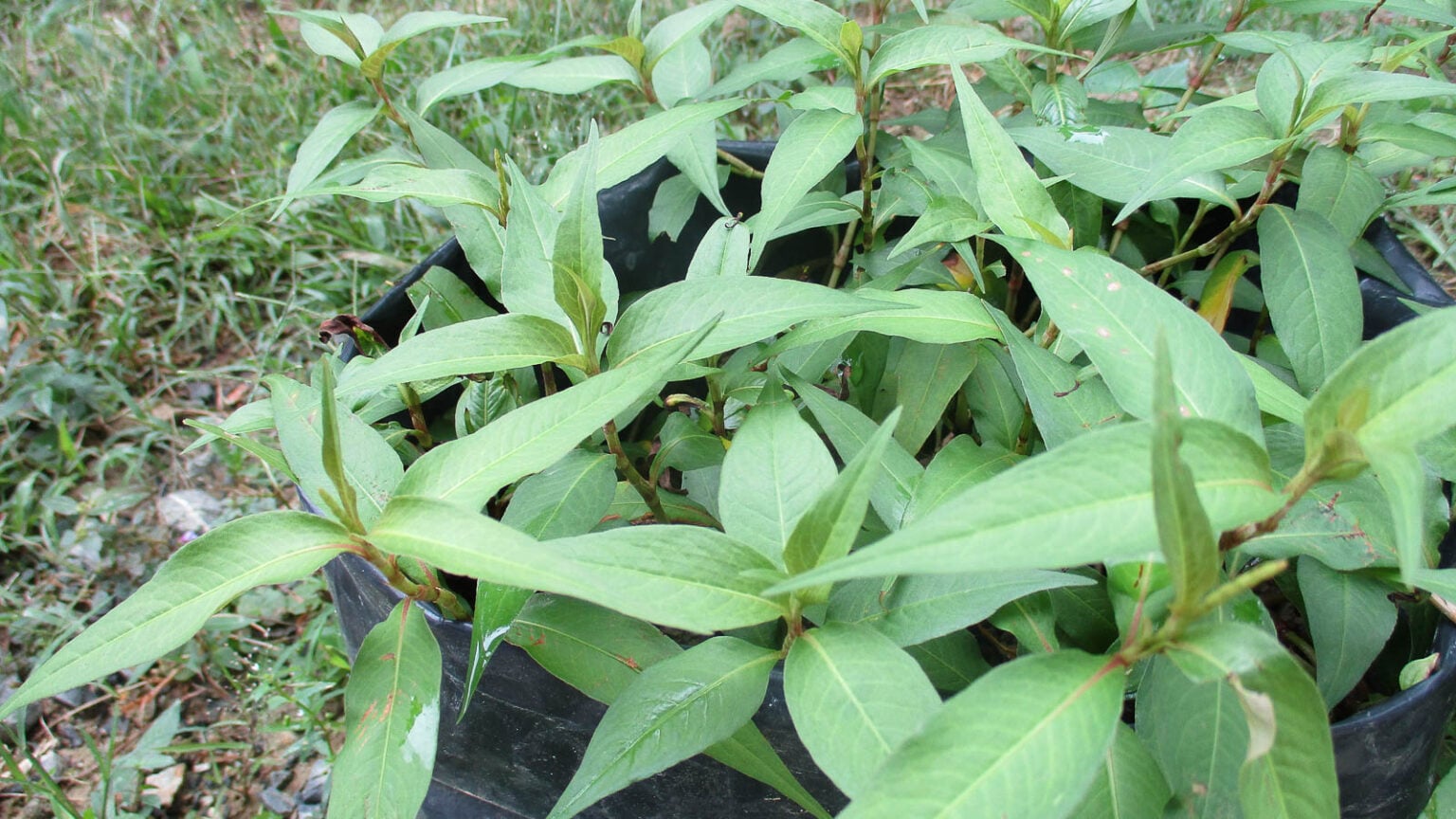 How to Plant, Grow, and Care for Vietnamese Coriander