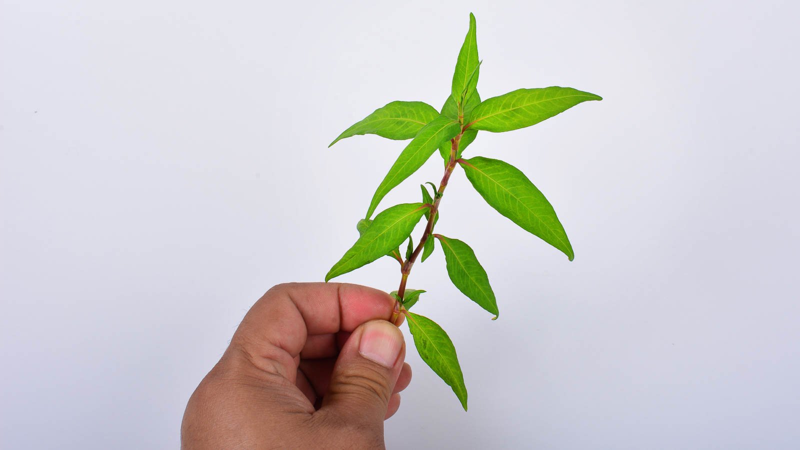 Hand holding Vietnamese coriander stem after harvesting.