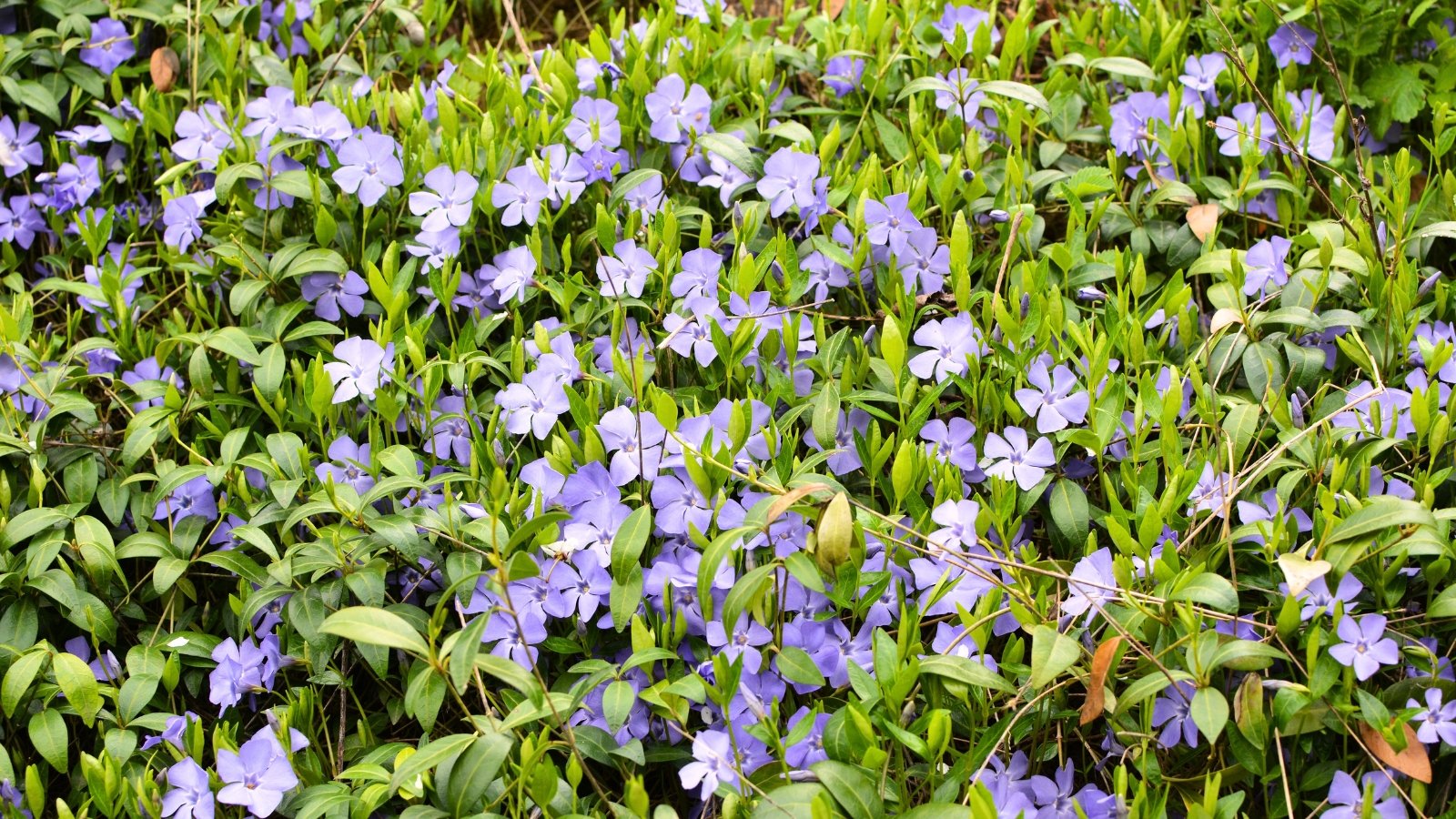 A close-up shot of lilac colored flowers alongside its green foliage
