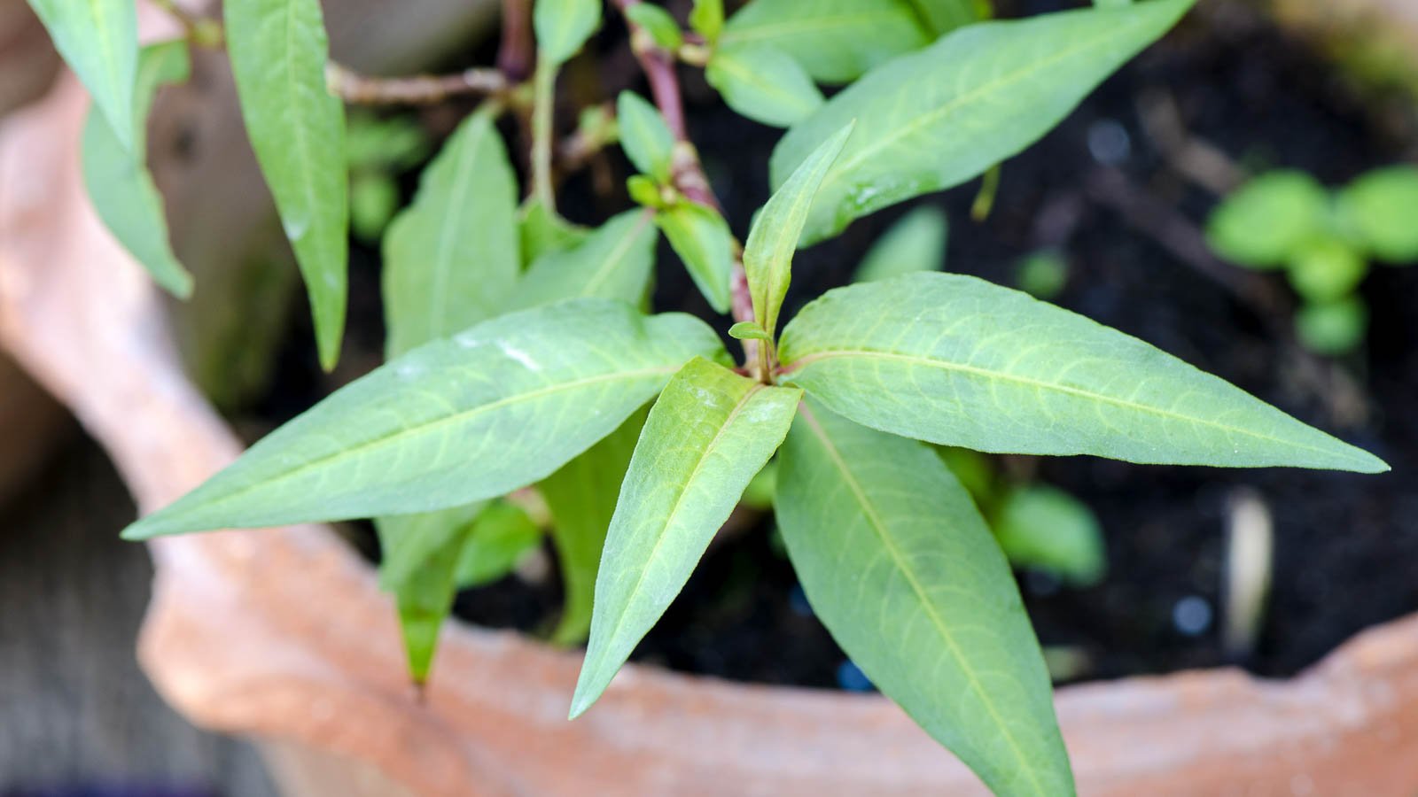 Yellowing Vietnamese coriander plant in a terra cotta pot.