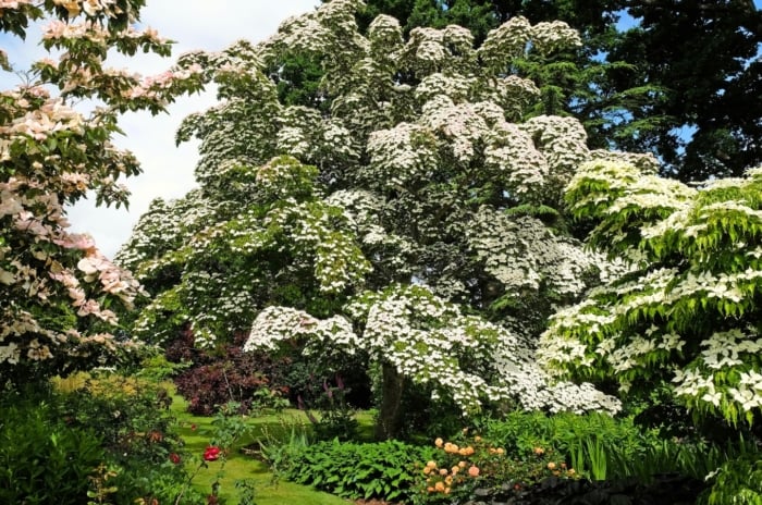 This low-maintenance tree features a graceful form with layered branches, oval green leaves, and striking white bracts resembling flowers, which turn pink as they mature.