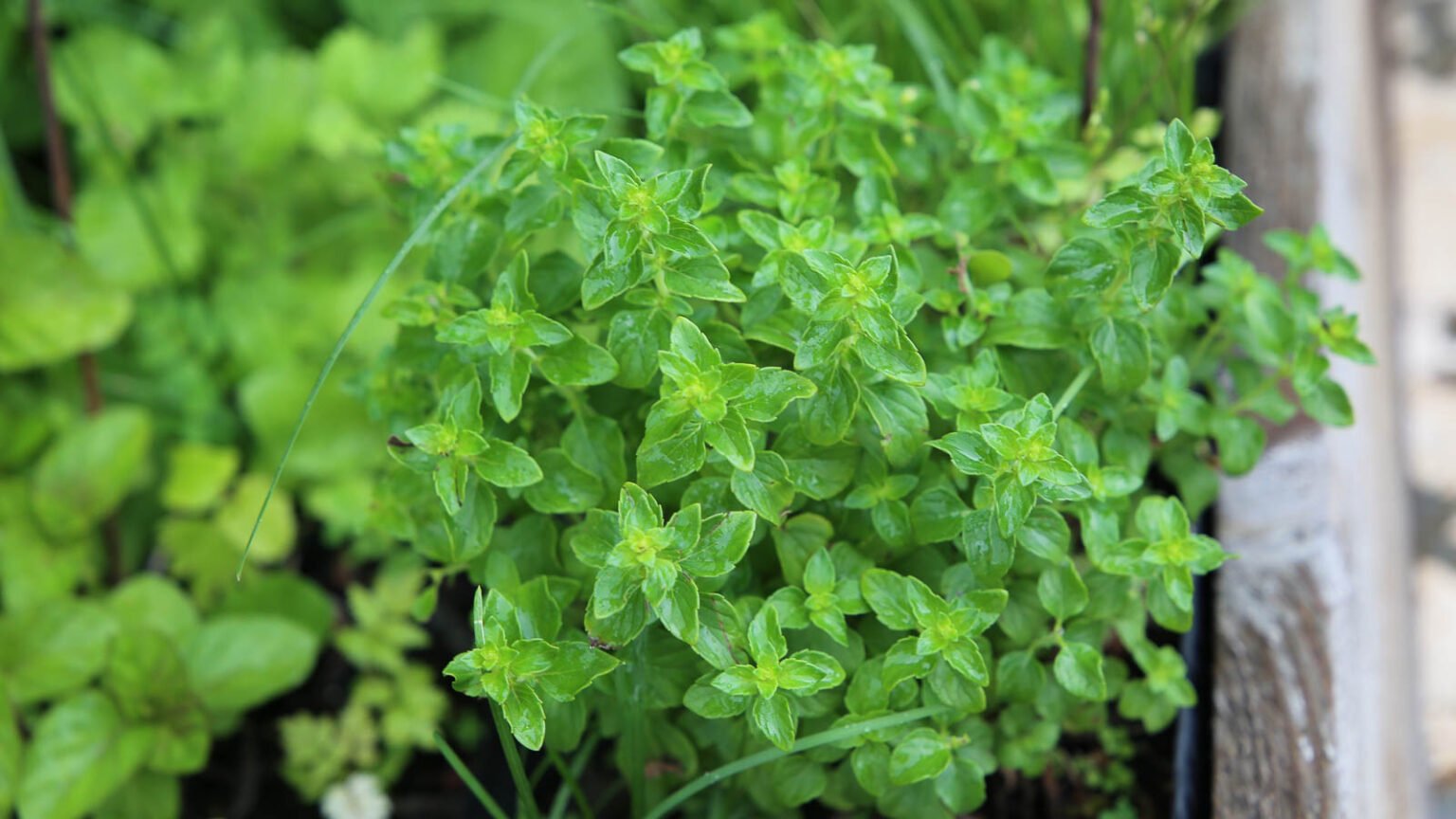How to Plant, Grow, and Care for Marjoram