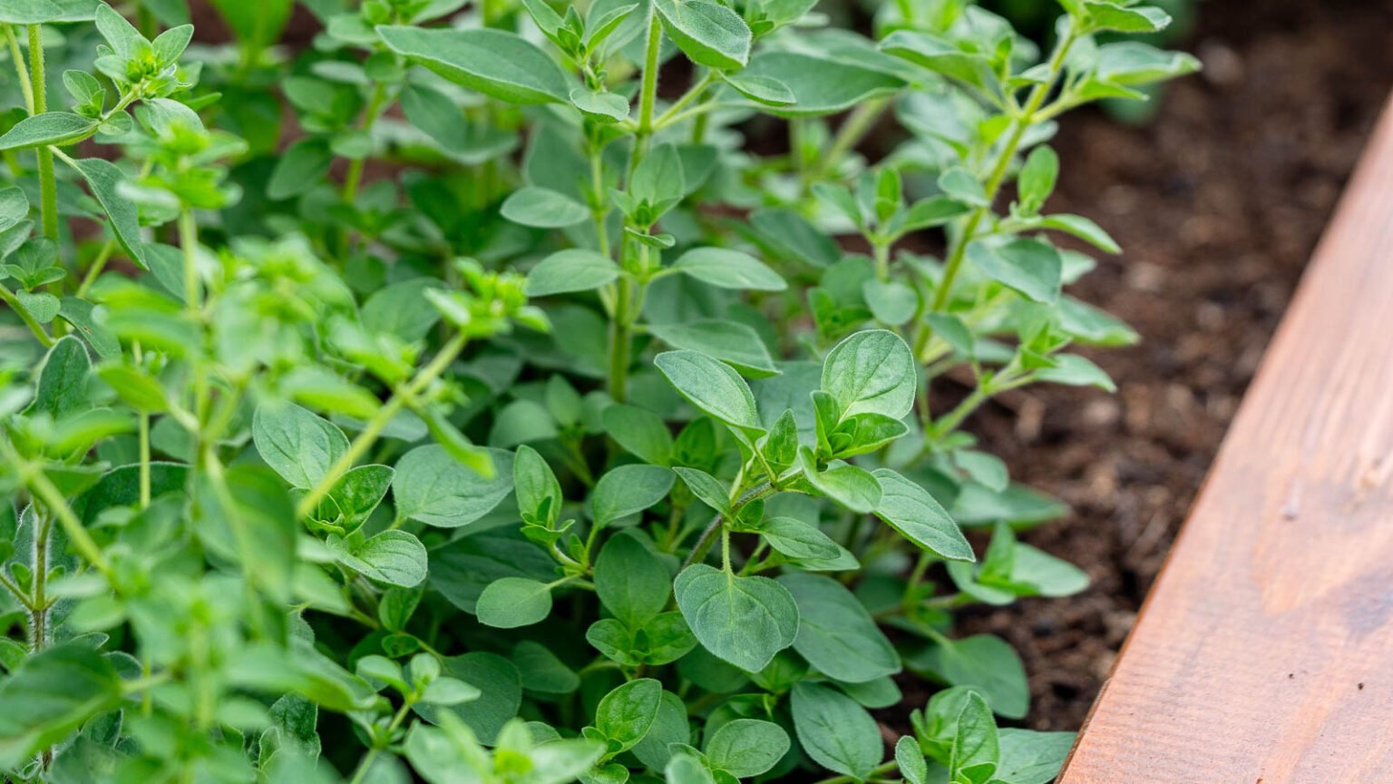 How to Plant, Grow, and Care for Marjoram
