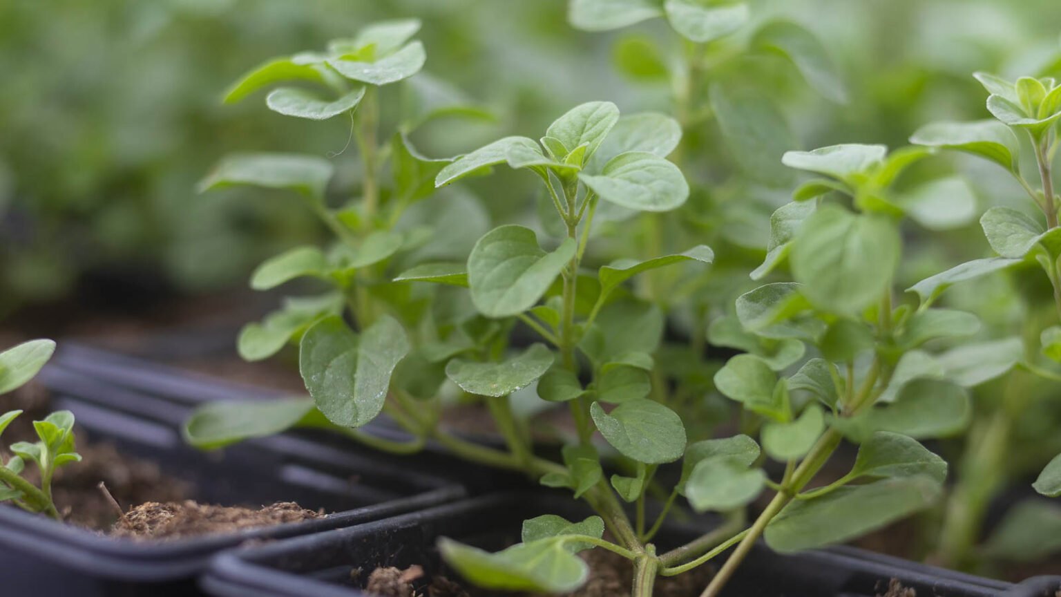 How to Plant, Grow, and Care for Marjoram