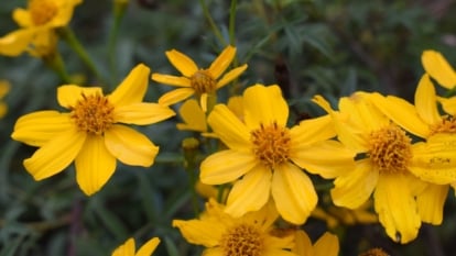 Closeup of beautiful mexican marigold flowers, featuring bright yellow, daisy-like flowers with finely divided, aromatic leaves.