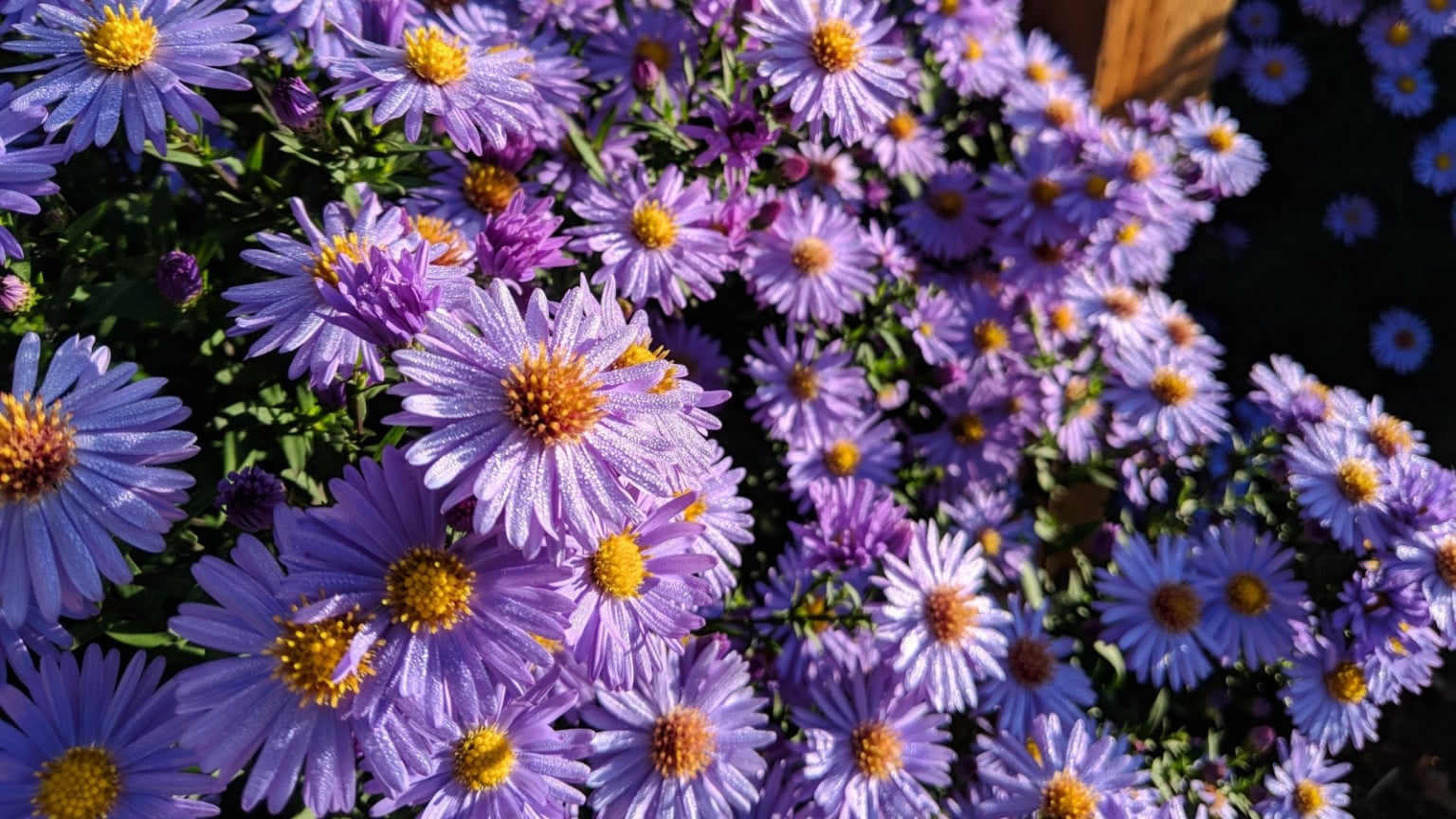 26 Best Native Plants For Containers: Regional Recommendations
