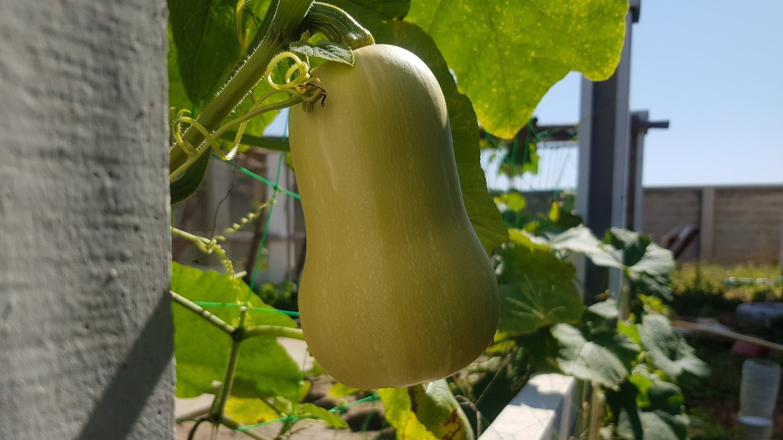A butternut vegetable hanging from a thick, fuzzy, sturdy vine.