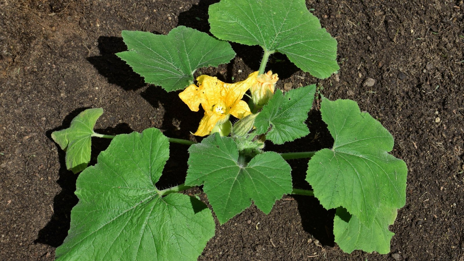 Top view of a young pattypan vegetable plant, featuring big, fuzzy leaves, and yellow flowers, growing in a garden.